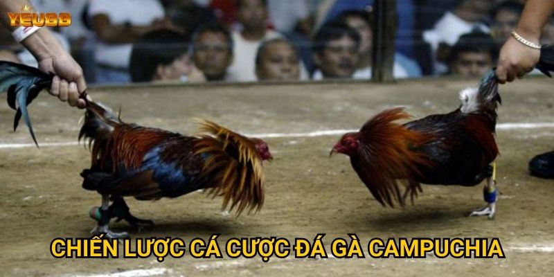 Có gì hấp dẫn ở đá gà campuchia tại Yeu88? 3 Chiến lược cá cược đá gà campuchia
