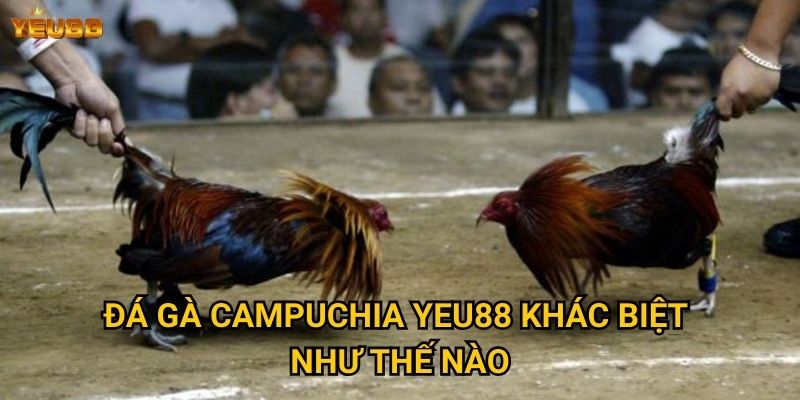 Có gì hấp dẫn ở đá gà campuchia tại Yeu88? 2 Đá gà campuchia Yeu88 khác biệt như thế nào?