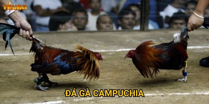Có gì hấp dẫn ở đá gà campuchia tại Yeu88? 2 Đá gà campuchia