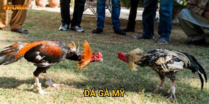Làm thế nào để thành công với đá gà mỹ tại Yeu88? 5 Đá gà mỹ
