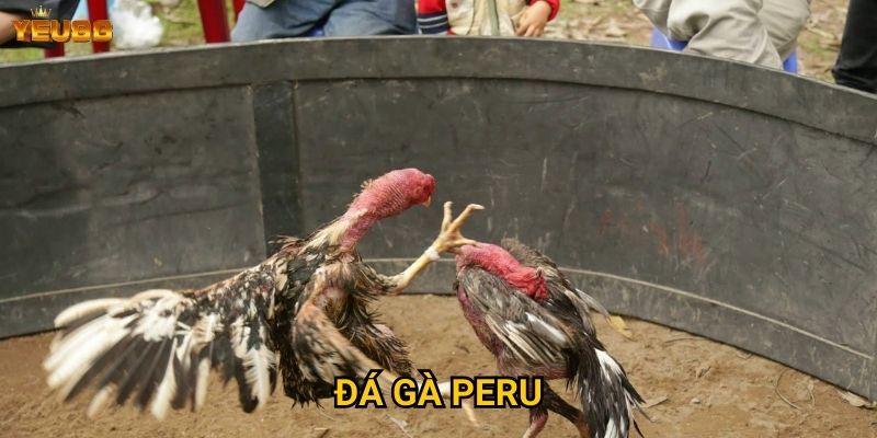 Có nên tham gia đá gà peru tại Yeu88? 1 Đá gà peru