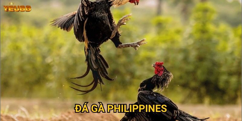 Vì sao đá gà philippines lại hot tại Yeu88? 3 Đá gà philippines