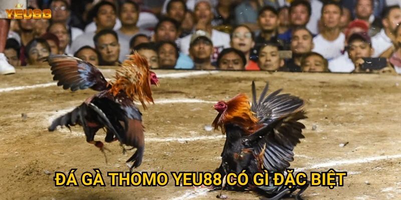 Tại sao đá gà thomo tại Yeu88 lại thu hút nhiều người? 2 Đá gà thomo Yeu88 có gì đặc biệt?
