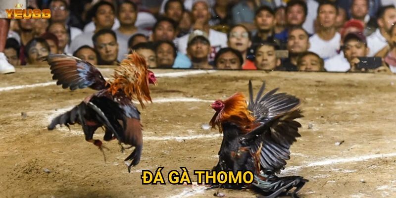 Tại sao đá gà thomo tại Yeu88 lại thu hút nhiều người? 4 Đá gà thomo
